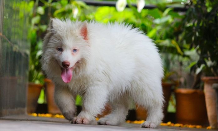 DogsIndia.com - Siberian Husky - Dr. Taranath
