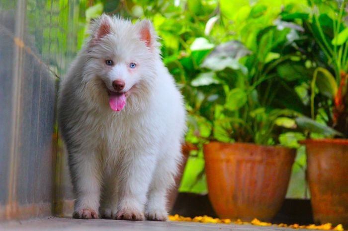 DogsIndia.com - Siberian Husky - Dr. Taranath