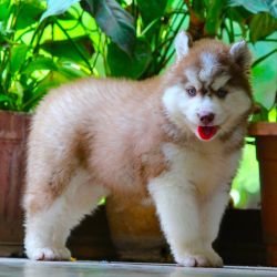 DogsIndia.com  Siberian Husky  Dr. Taranath