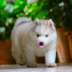 DogsIndia.com  Siberian Husky  Dr. Taranath