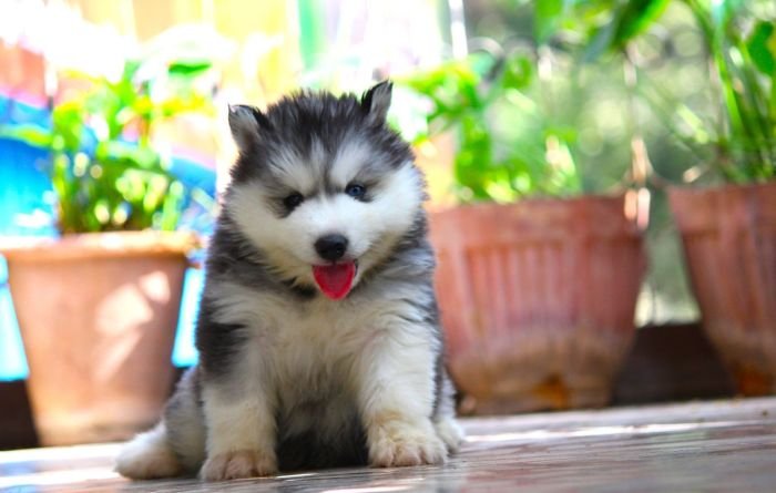 DogsIndia.com  Siberian Husky  Dr. Taranath