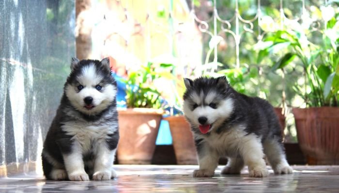 DogsIndia.com  Siberian Husky  Dr. Taranath