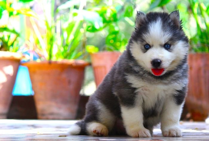 DogsIndia.com  Siberian Husky  Dr. Taranath