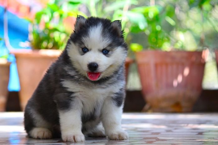 DogsIndia.com  Siberian Husky  Dr. Taranath