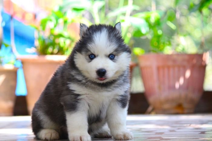 DogsIndia.com  Siberian Husky  Dr. Taranath