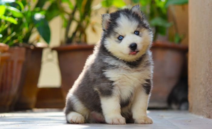 DogsIndia.com  Siberian Husky  Dr. Taranath