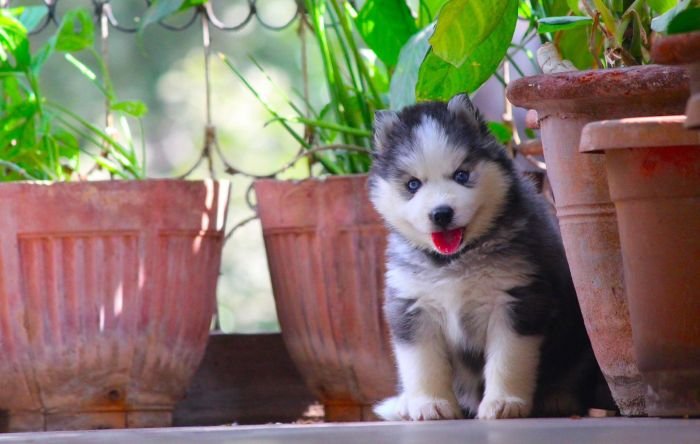 DogsIndia.com  Siberian Husky  Dr. Taranath