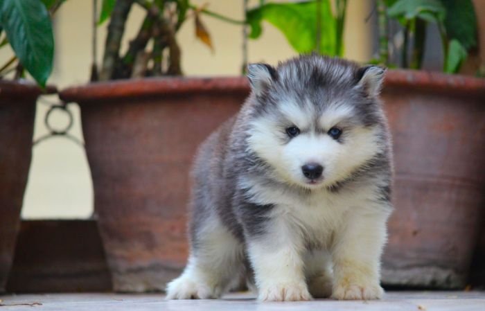 DogsIndia.com  Siberian Husky  Dr. Taranath
