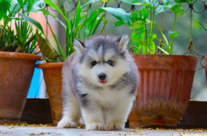 DogsIndia.com  Siberian Husky  Dr. Taranath