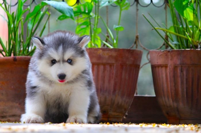 DogsIndia.com  Siberian Husky  Dr. Taranath
