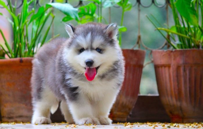 DogsIndia.com  Siberian Husky  Dr. Taranath