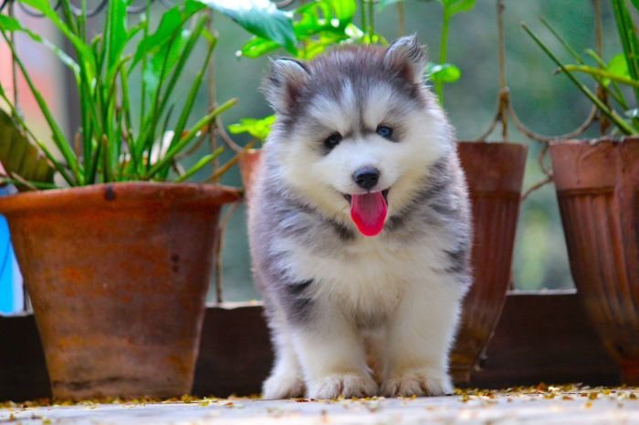 DogsIndia.com  Siberian Husky  Dr. Taranath