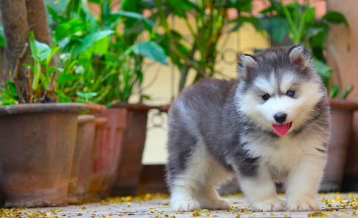 DogsIndia.com  Siberian Husky  Dr. Taranath