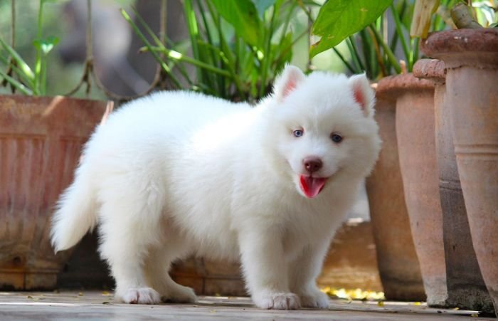 DogsIndia.com  Siberian Husky  Dr. Taranath
