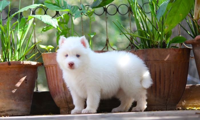 DogsIndia.com  Siberian Husky  Dr. Taranath