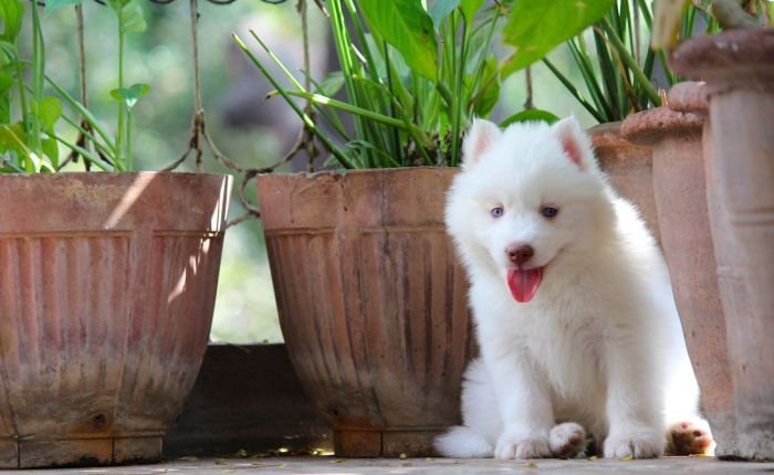 DogsIndia.com  Siberian Husky  Dr. Taranath