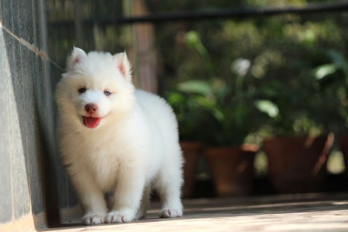 DogsIndia.com  Siberian Husky  Dr. Taranath