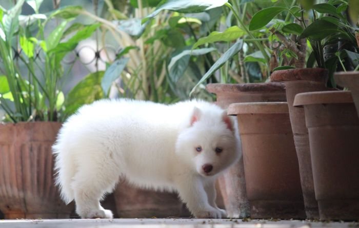 DogsIndia.com  Siberian Husky  Dr. Taranath