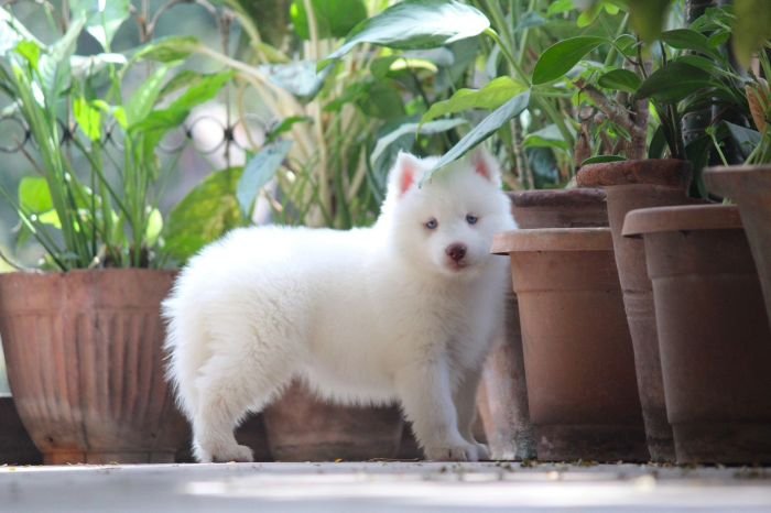 DogsIndia.com  Siberian Husky  Dr. Taranath