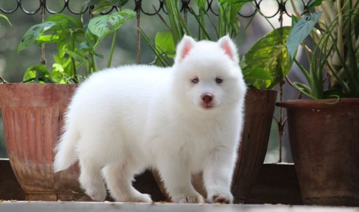 DogsIndia.com  Siberian Husky  Dr. Taranath