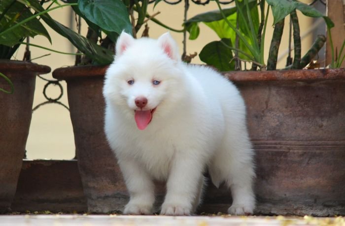 DogsIndia.com  Siberian Husky  Dr. Taranath