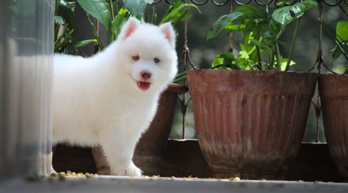 DogsIndia.com  Siberian Husky  Dr. Taranath