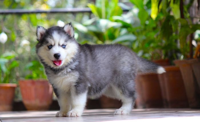 DogsIndia.com  Siberian Husky  Dr. Taranath