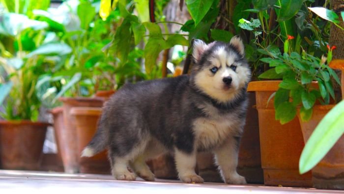 DogsIndia.com  Siberian Husky  Dr. Taranath
