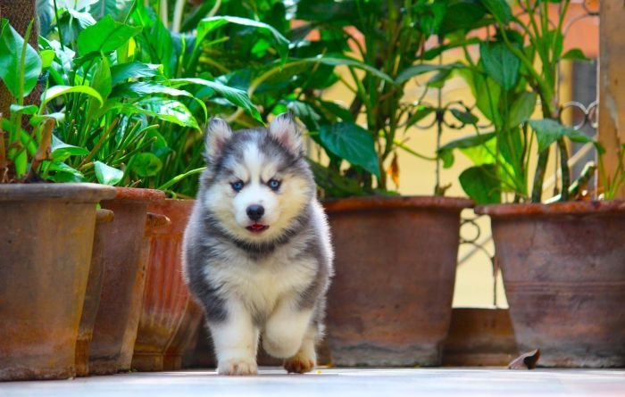 DogsIndia.com  Siberian Husky  Dr. Taranath
