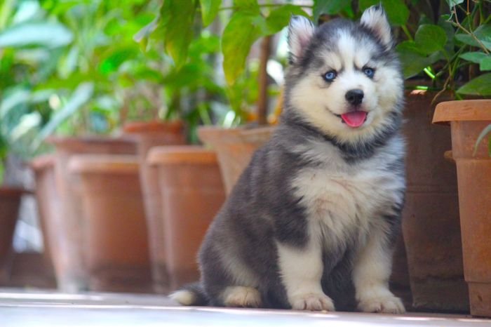 DogsIndia.com  Siberian Husky  Dr. Taranath