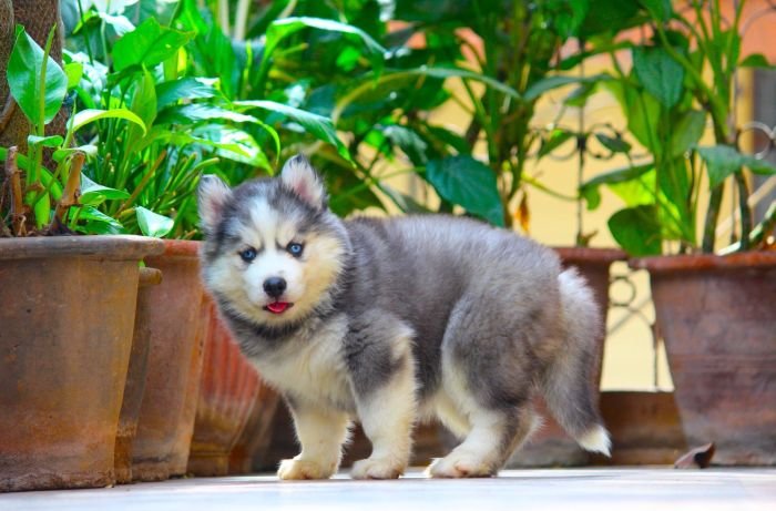 DogsIndia.com  Siberian Husky  Dr. Taranath