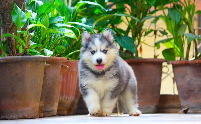 DogsIndia.com  Siberian Husky  Dr. Taranath