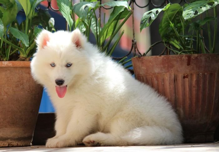 DogsIndia.com  Siberian Husky  Dr. Taranath