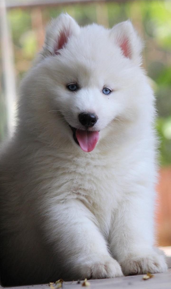 DogsIndia.com  Siberian Husky  Dr. Taranath