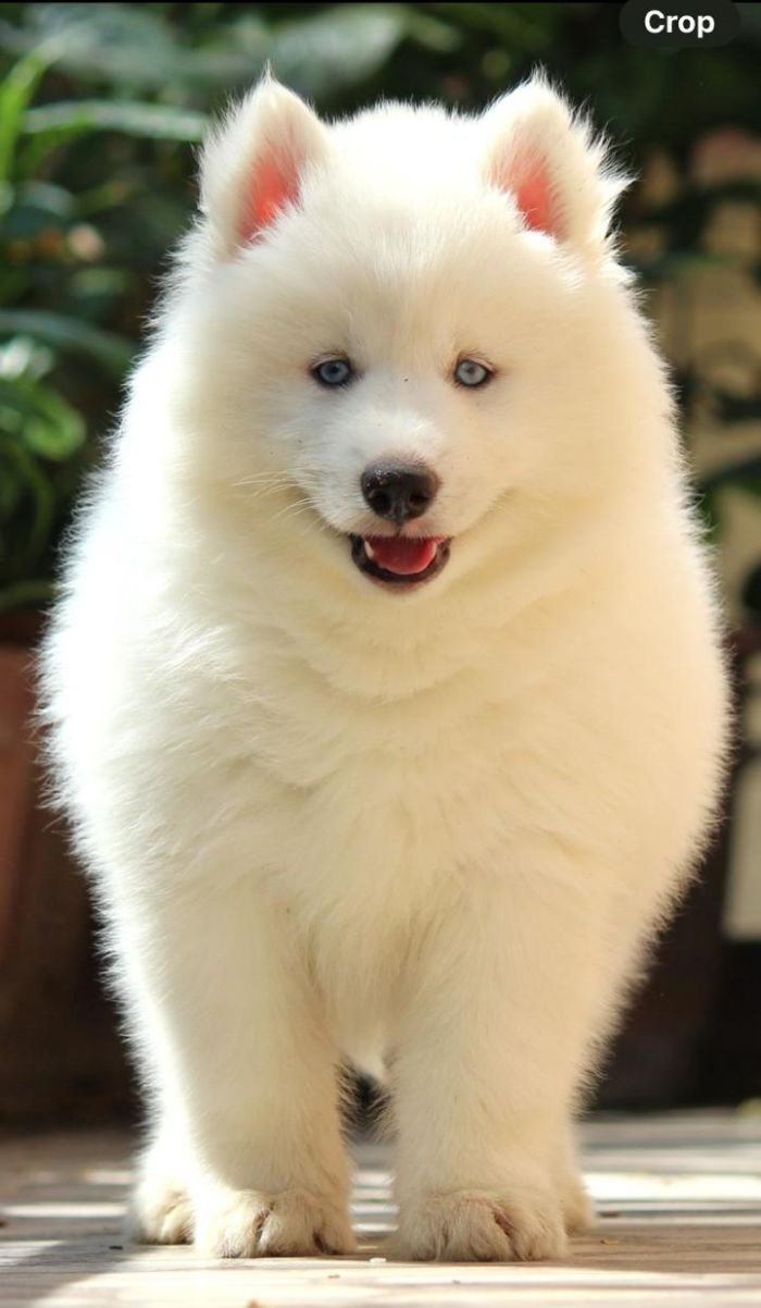 DogsIndia.com  Siberian Husky  Dr. Taranath