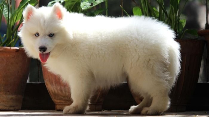 DogsIndia.com  Siberian Husky  Dr. Taranath