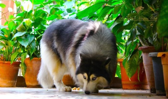 DogsIndia.com - Siberian Husky - Dr. Taranath