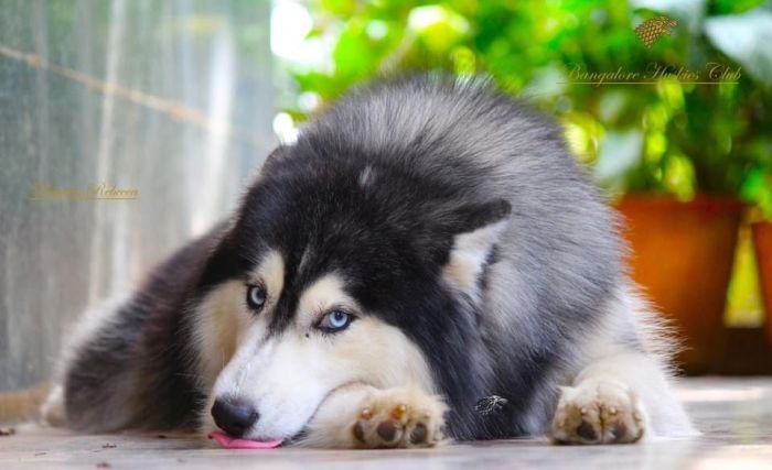 DogsIndia.com - Siberian Husky - Dr. Taranath