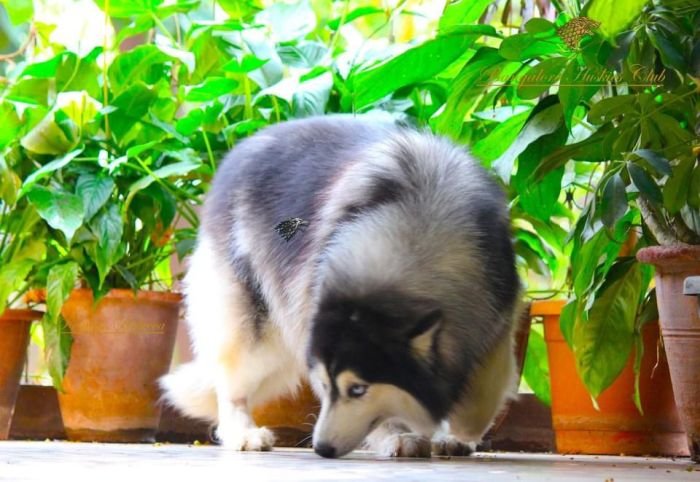 DogsIndia.com - Siberian Husky - Dr. Taranath