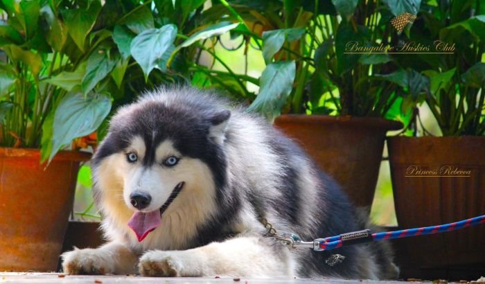 DogsIndia.com - Siberian Husky - Dr. Taranath