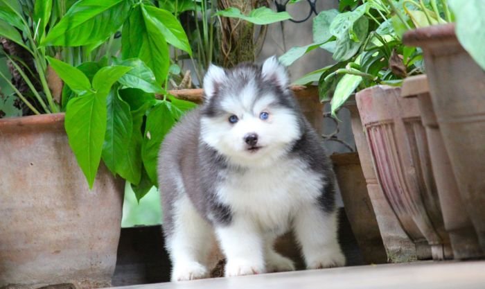 DogsIndia.com - Siberian Husky - Dr. Taranath