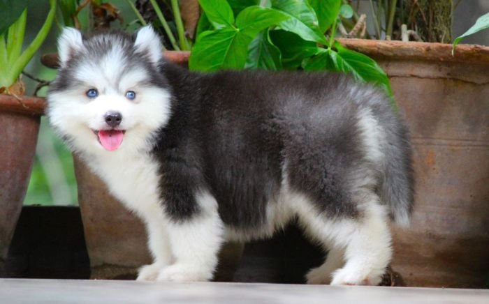 DogsIndia.com - Siberian Husky - Dr. Taranath
