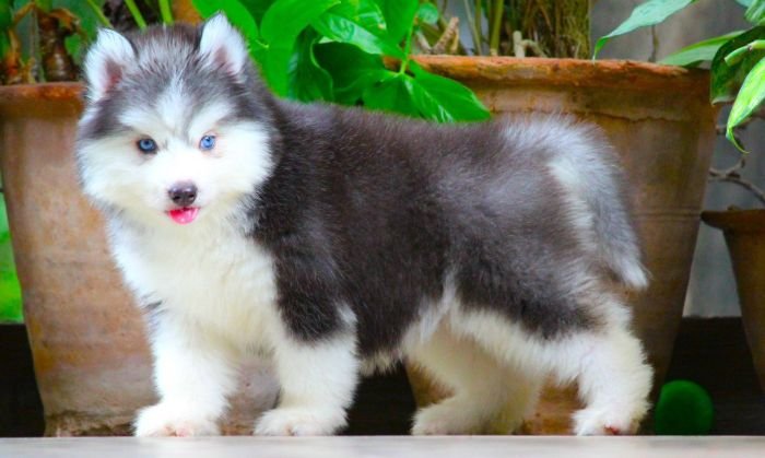 DogsIndia.com - Siberian Husky - Dr. Taranath
