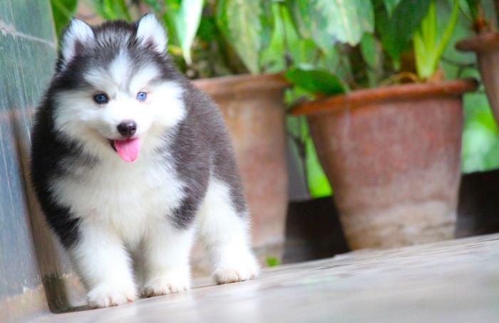DogsIndia.com - Siberian Husky - Dr. Taranath