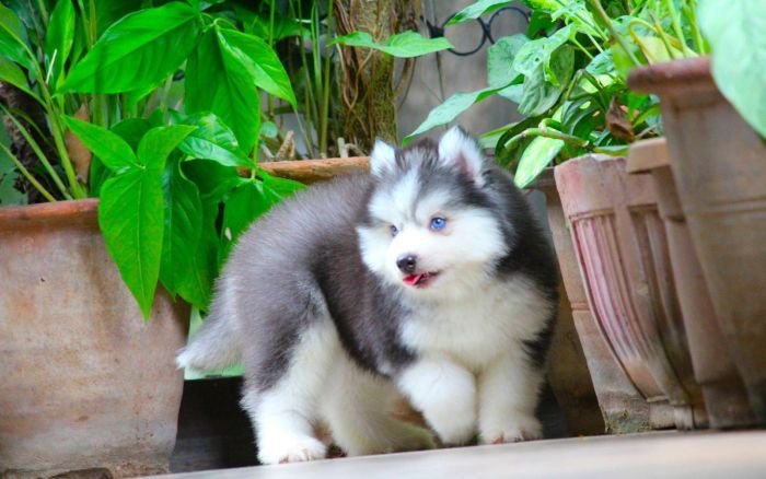 DogsIndia.com - Siberian Husky - Dr. Taranath