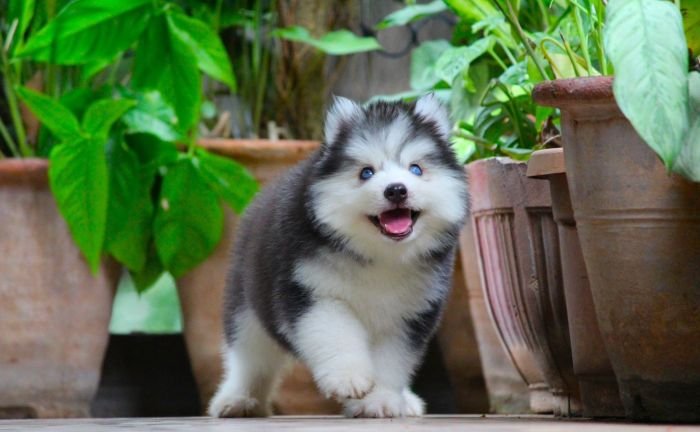 DogsIndia.com - Siberian Husky - Dr. Taranath