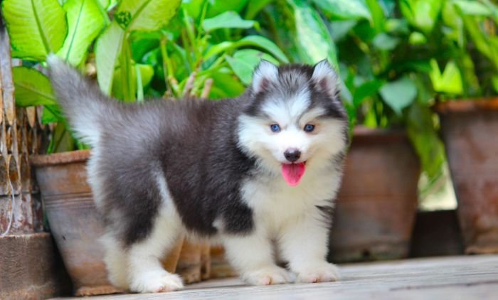 DogsIndia.com - Siberian Husky - Dr. Taranath