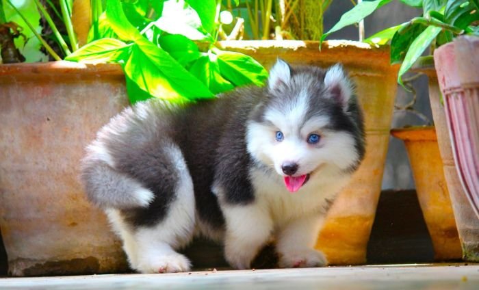 DogsIndia.com - Siberian Husky - Dr. Taranath