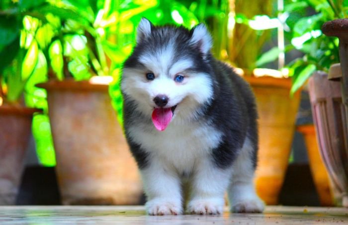 DogsIndia.com - Siberian Husky - Dr. TaranathDogsIndia.com - Siberian Husky - Dr. Taranath