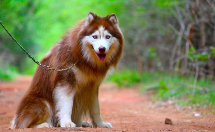 DogsIndia.com - Siberian Husky - Dr. Taranath